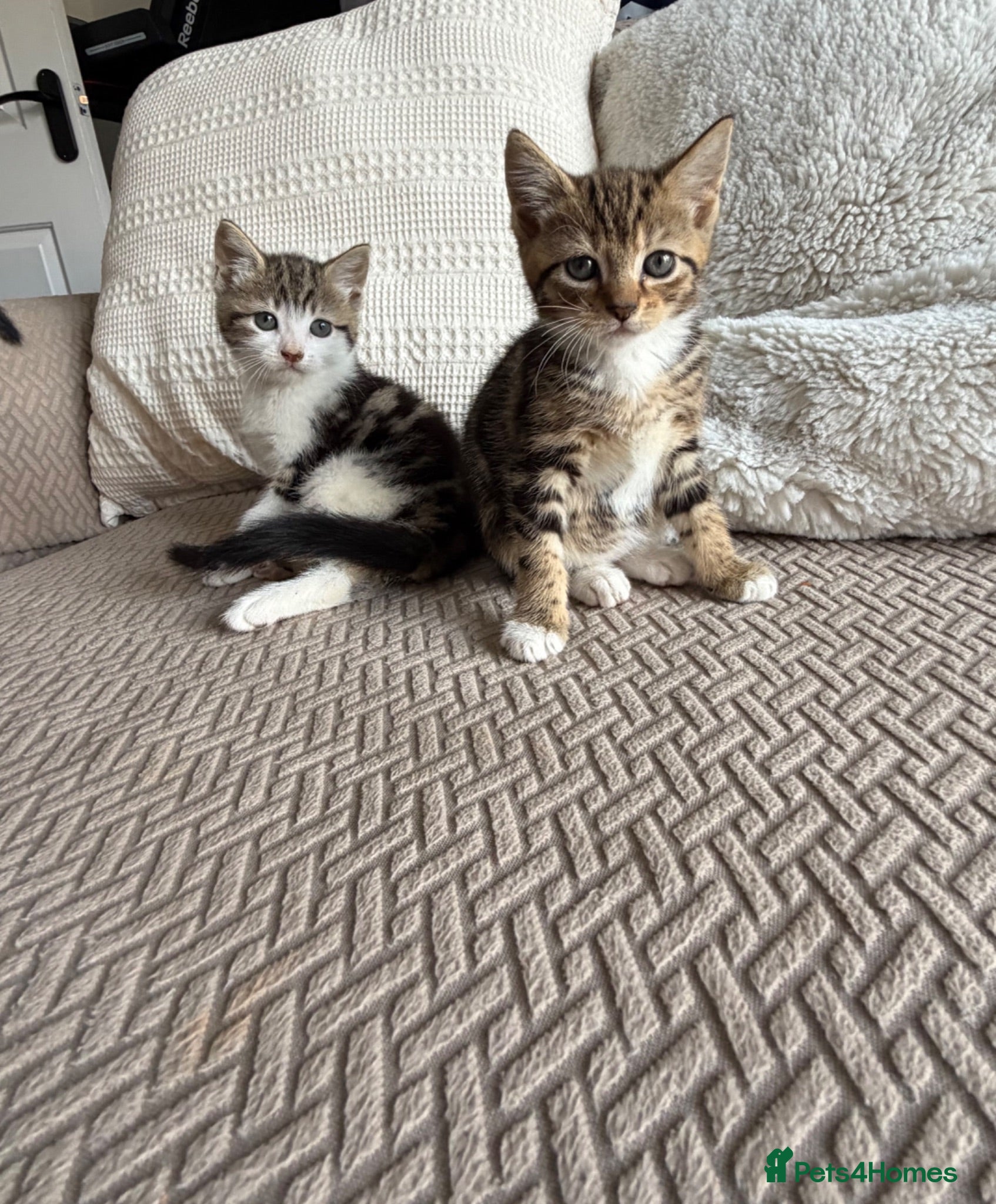Mixed Breed cats Three adorable kittens  - Advert 14