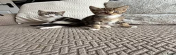 Mixed Breed cats for sale: Three adorable kittens  - Advert 2