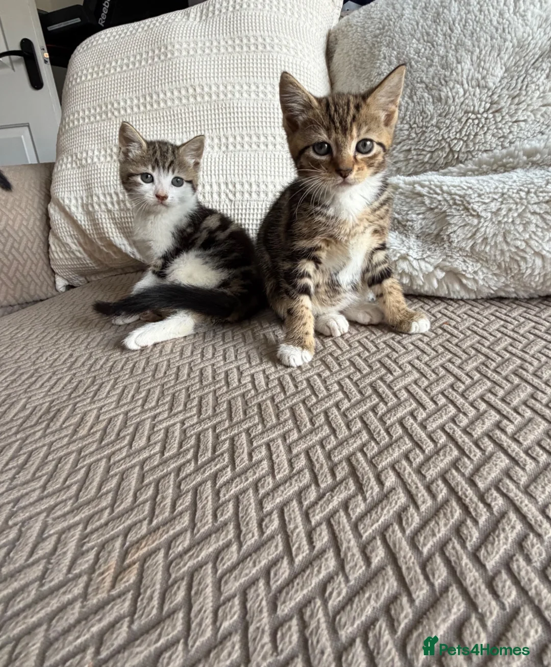 Mixed Breed cats for sale: Three adorable kittens  - Advert 2