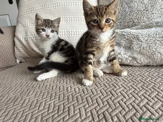 Mixed Breed cats Three adorable kittens - Advert 5