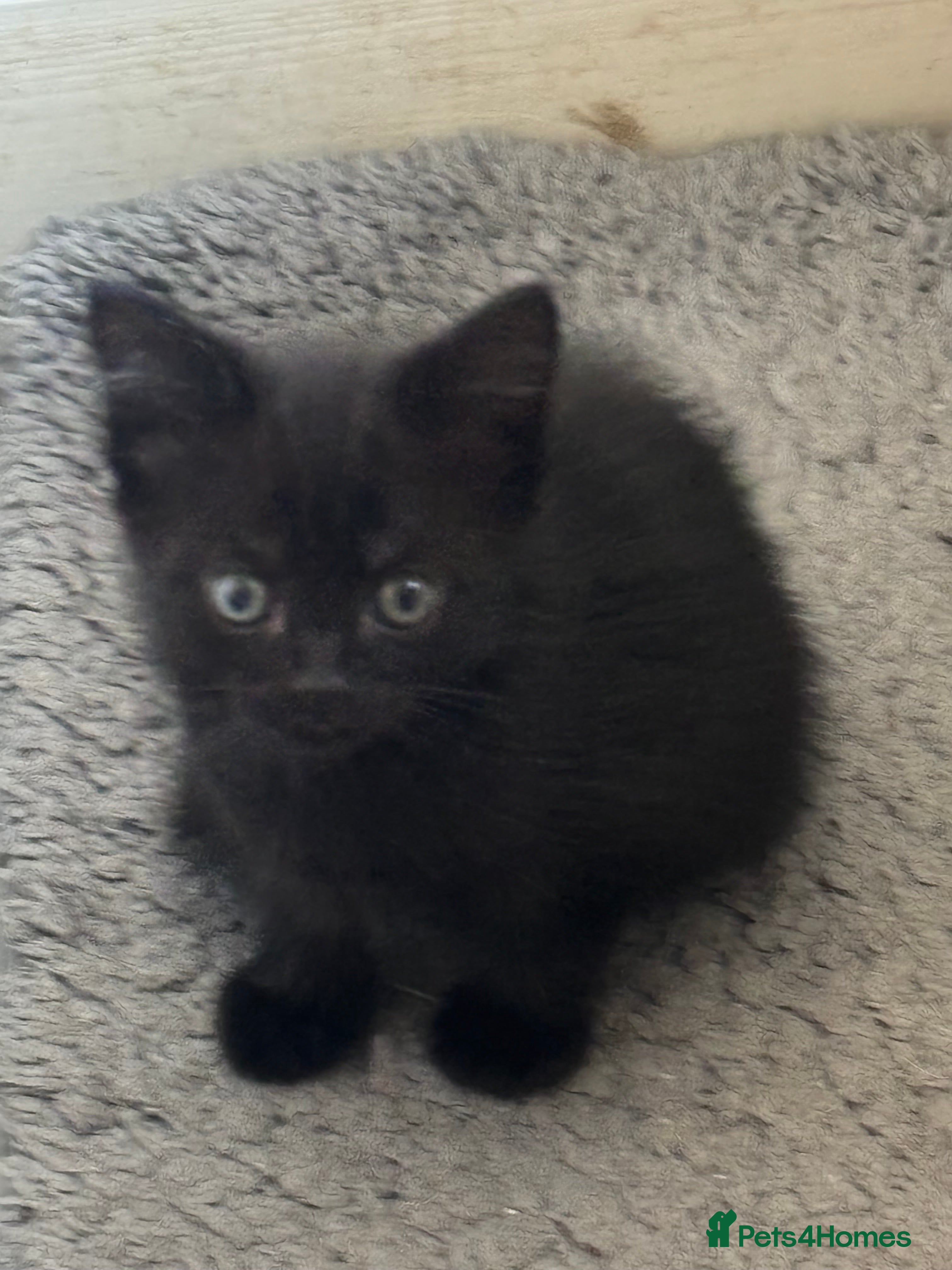 American Shorthair cats Kittens for sale *READY TO LEAVE* - Advert 15
