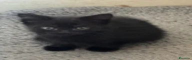 American Shorthair 5