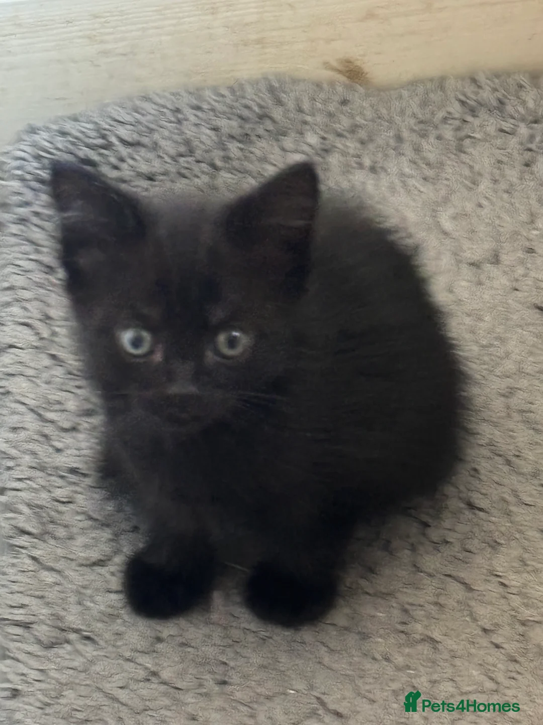 American Shorthair cats for sale: Kittens for sale *READY TO LEAVE* - Advert 2