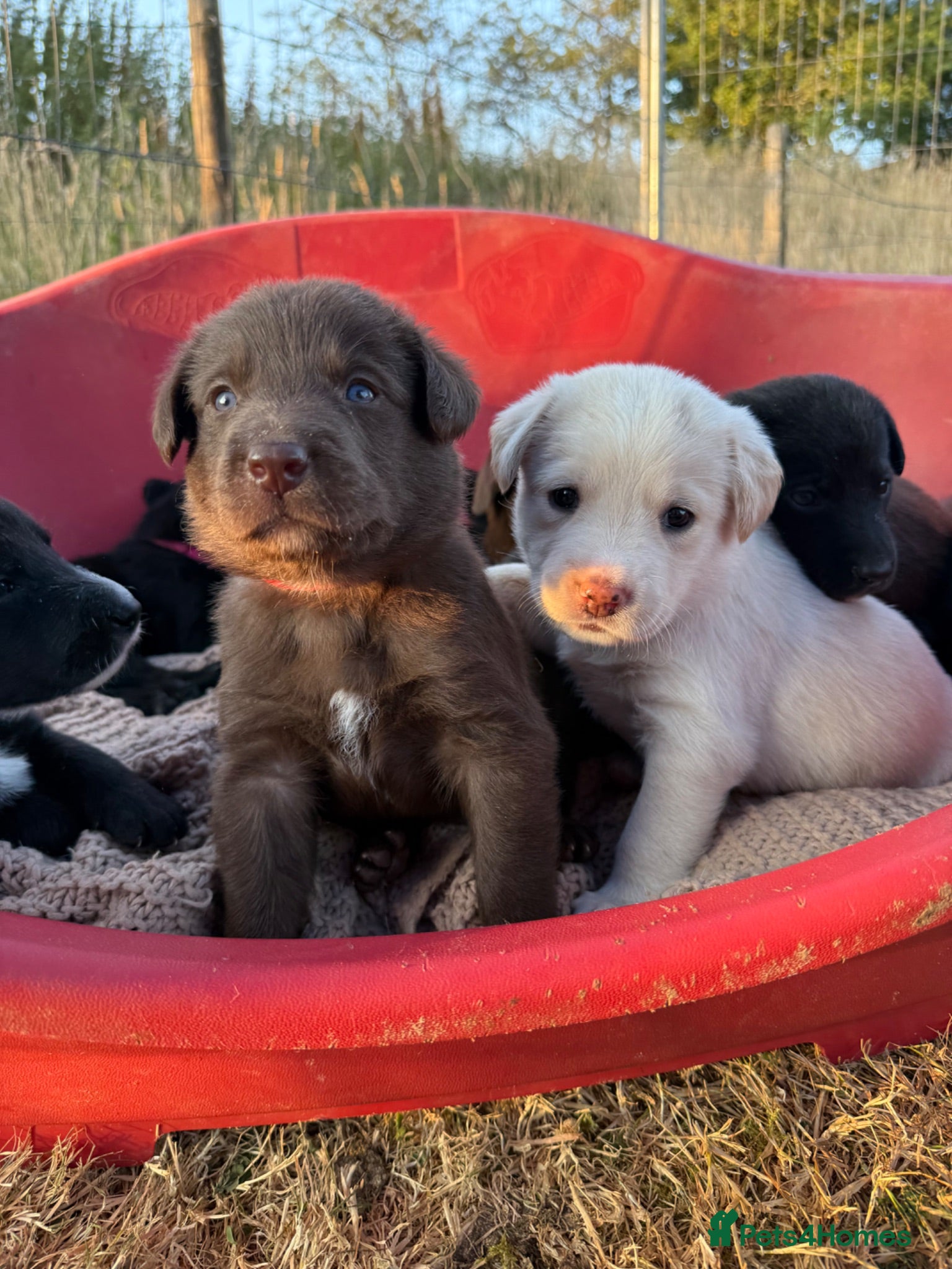 Borador dogs Stunning Lab x Collie, cream, black & chocolate! - Advert 1