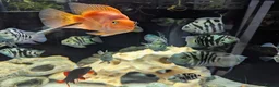 Cichlids fish for sale: Polar blue parrot fish  - Advert 2