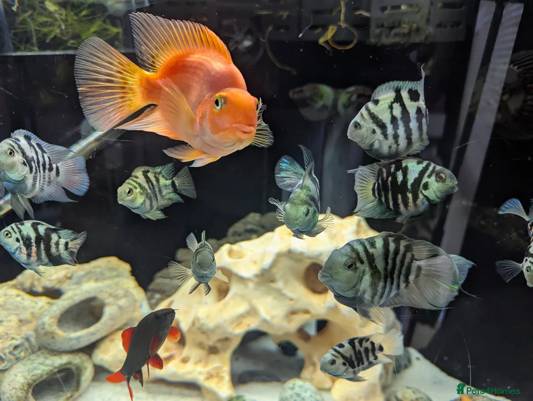 Cichlids fish for sale: Polar blue parrot fish  - Advert 2