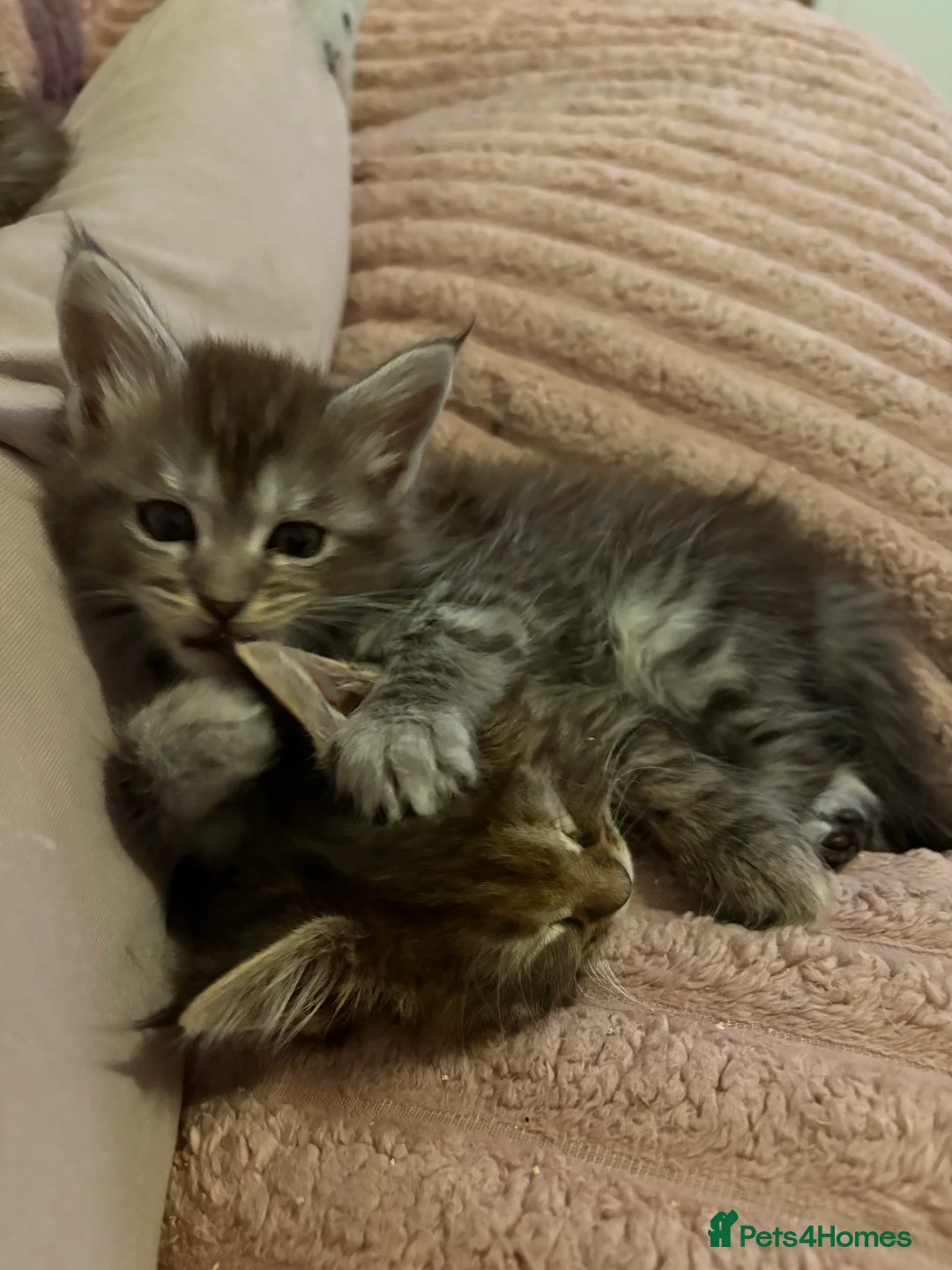 Maine Coon cats for sale: TICA registered Maine coon kittens - Advert 25