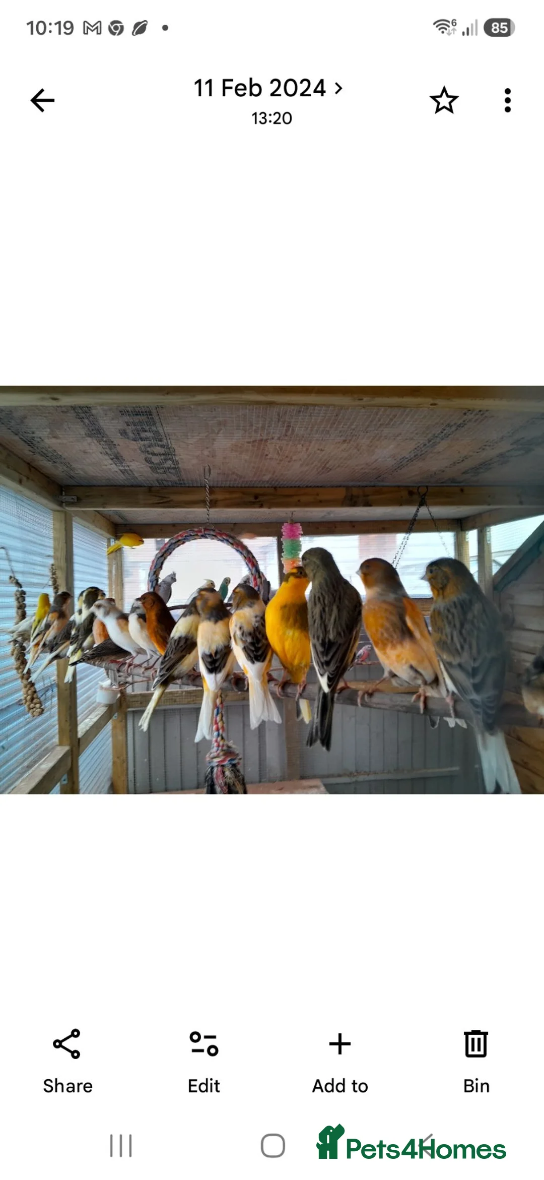 Cockatiels birds for sale: Avairy sale..mixed breeds in Winsford - Advert 2