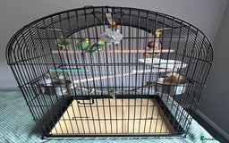 Budgerigars birds for sale: Budgies and cage - Image 3