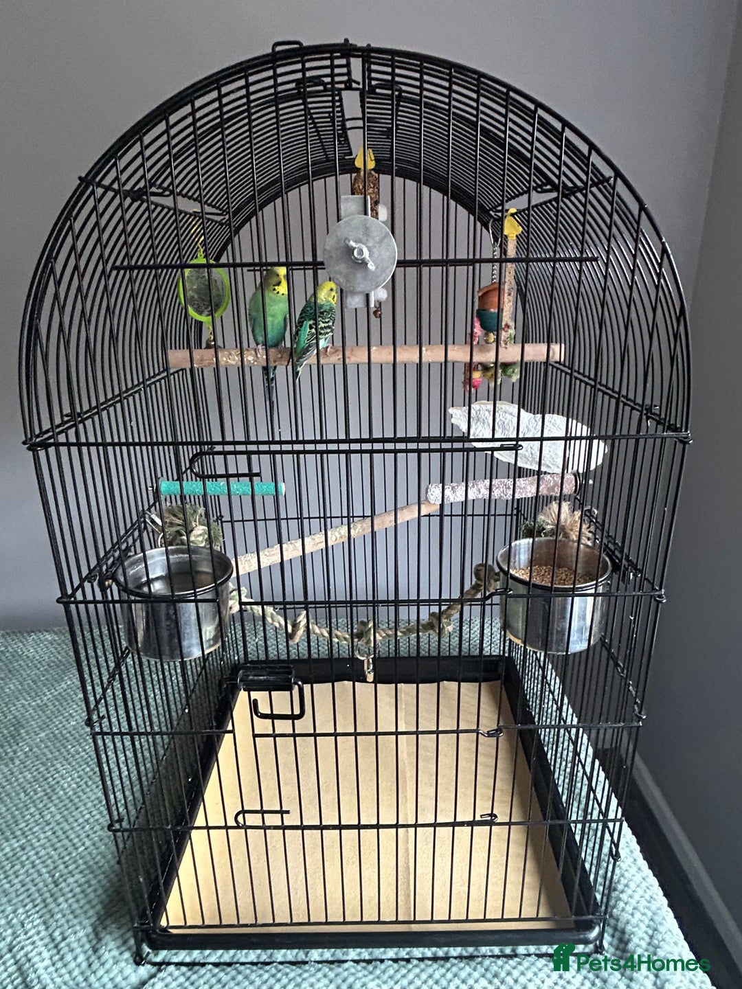 Budgerigars birds for sale: Budgies and cage - Image 3