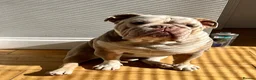 English Bulldog dogs for sale: English Bulldog for rehoming - Advert 5