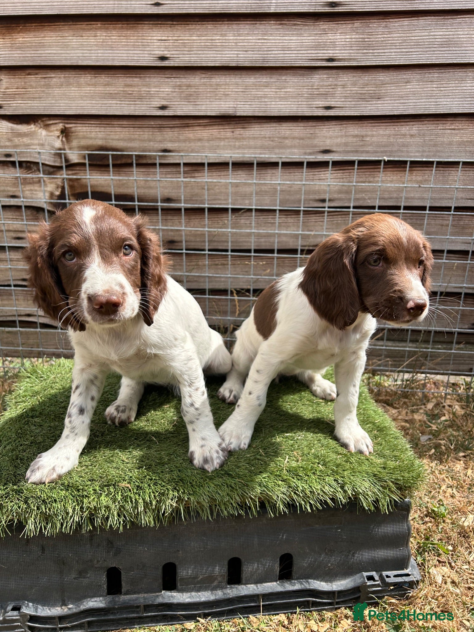 English Springer Spaniel dogs FTCh Sired ESS Puppies ready for forever homes - Advert 2