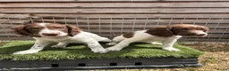 English Springer Spaniel dogs for sale: Male FTCh Sired ESS Puppy ready for forever homes - Advert 4