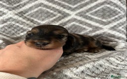 Miniature Dachshund dogs for sale: KC Longhaired Miniature Dachshunds  - Image 27