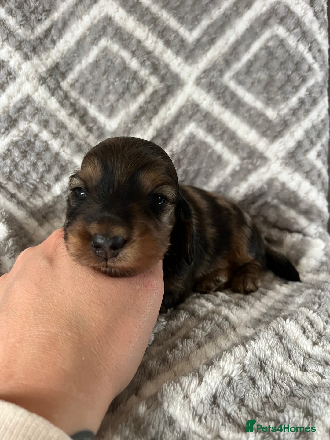 Miniature Dachshund dogs for sale: KC Longhaired Miniature Dachshunds  - Image 27