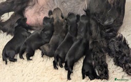 Miniature Schnauzer dogs for sale: Fully Health Tested,Kc Reg'd Mini Schnauzer Pups  - Image 5