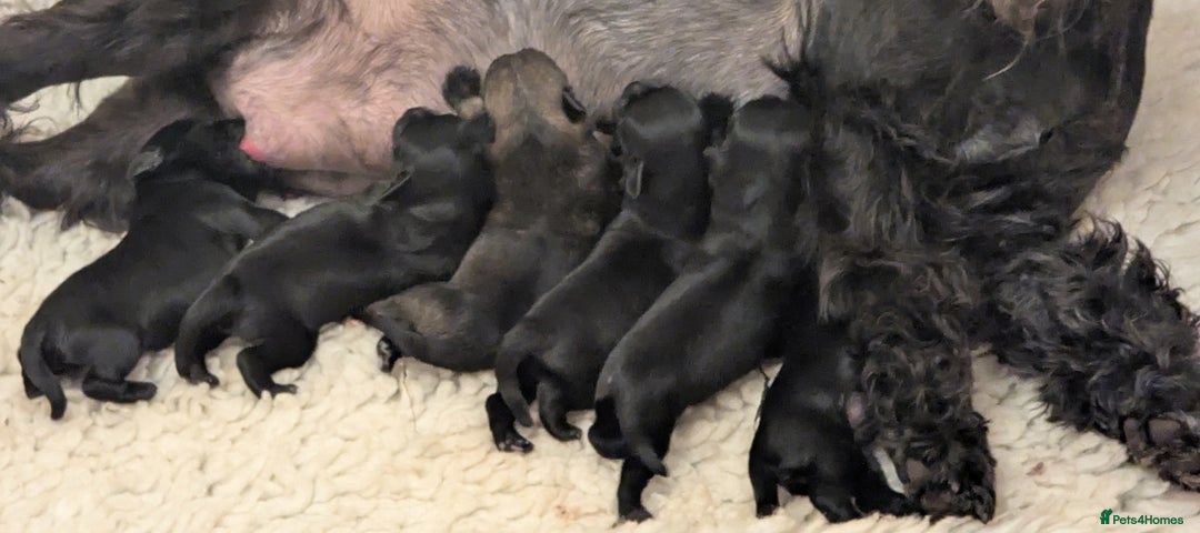 Miniature Schnauzer dogs for sale: Fully Health Tested,Kc Reg'd Mini Schnauzer Pups  - Image 5