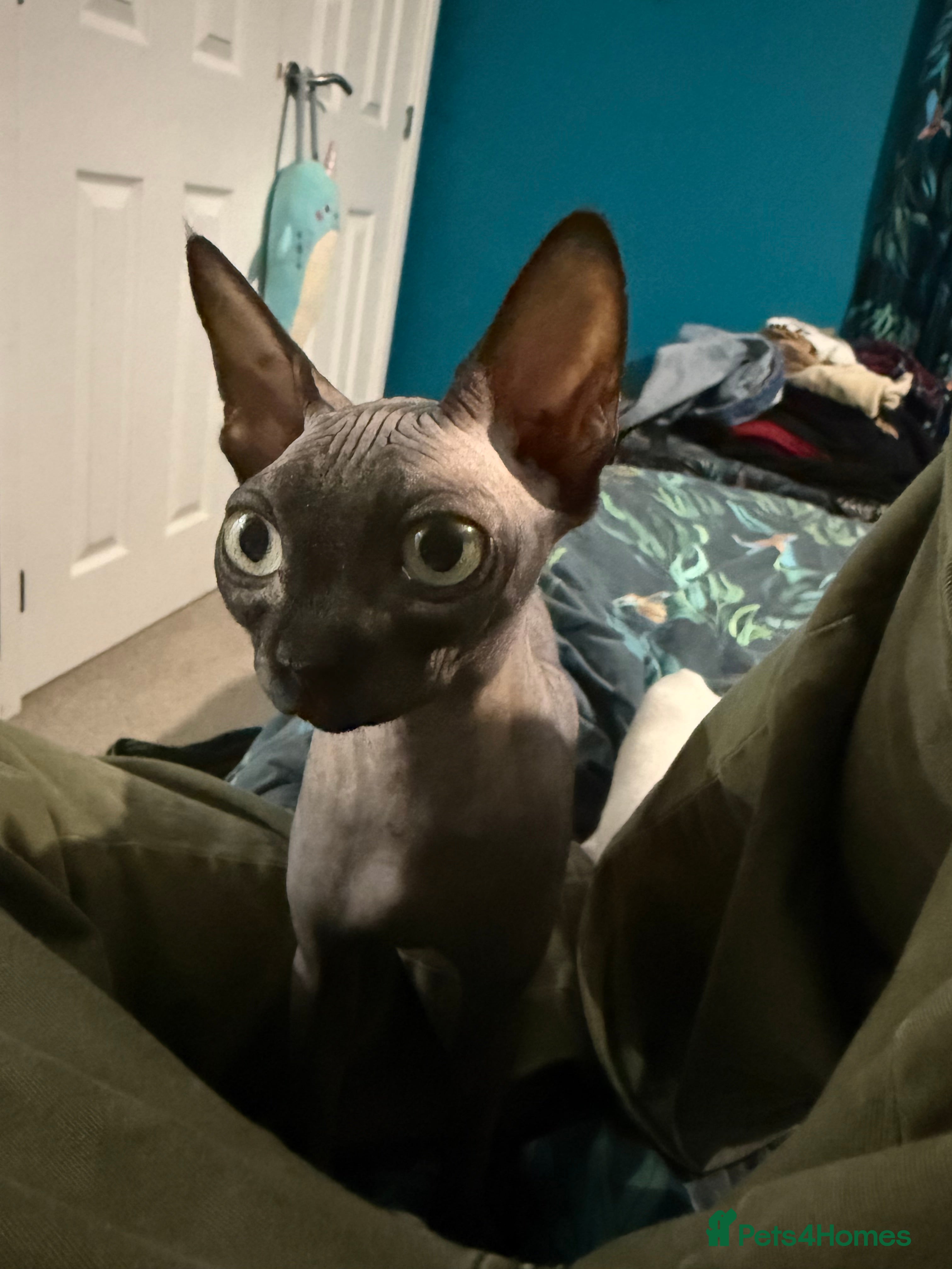 Sphynx cats 2 loving Sphynx cats  - Advert 11