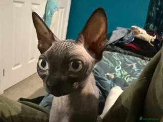 Sphynx cats 2 loving Sphynx cats - Advert 17
