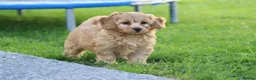 Cavapoochon dogs for sale: CAVAPOOCHON PUPPIES FOR SALE - Advert 26