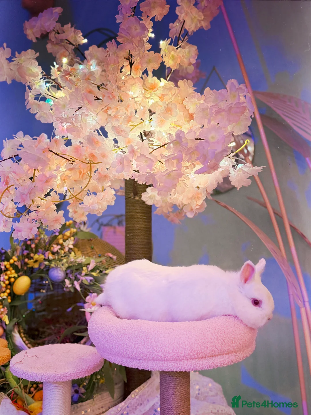 Netherland Dwarf rabbits for sale: Urgent rehoming. Young Netherland dwarf+ mini lop - Advert 11