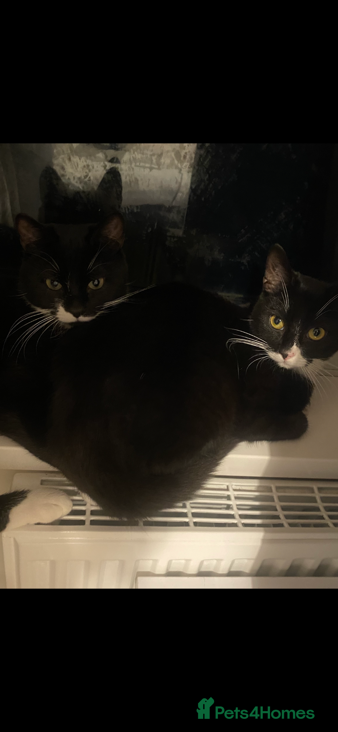 Mixed Breed cats for sale: 2 Male Cats for a new home!  - Advert 8