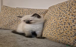 Ragdoll cats for sale: Pure Breed Ragdoll Kittens  - Advert 19