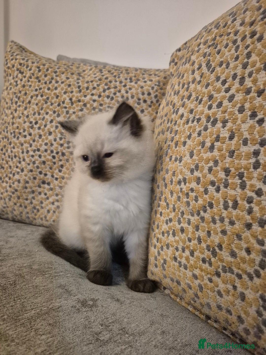 Ragdoll cats for sale: Pure Breed Ragdoll Kittens  - Advert 19