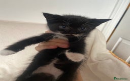 Mixed Breed cats for sale: Mixed Litter of 6 Kittens Different Personalities - Image 11