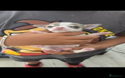 Chihuahua dogs for sale: Gorgeous Chihuahua Puppies Looking 4 Forever Homes - Image 40