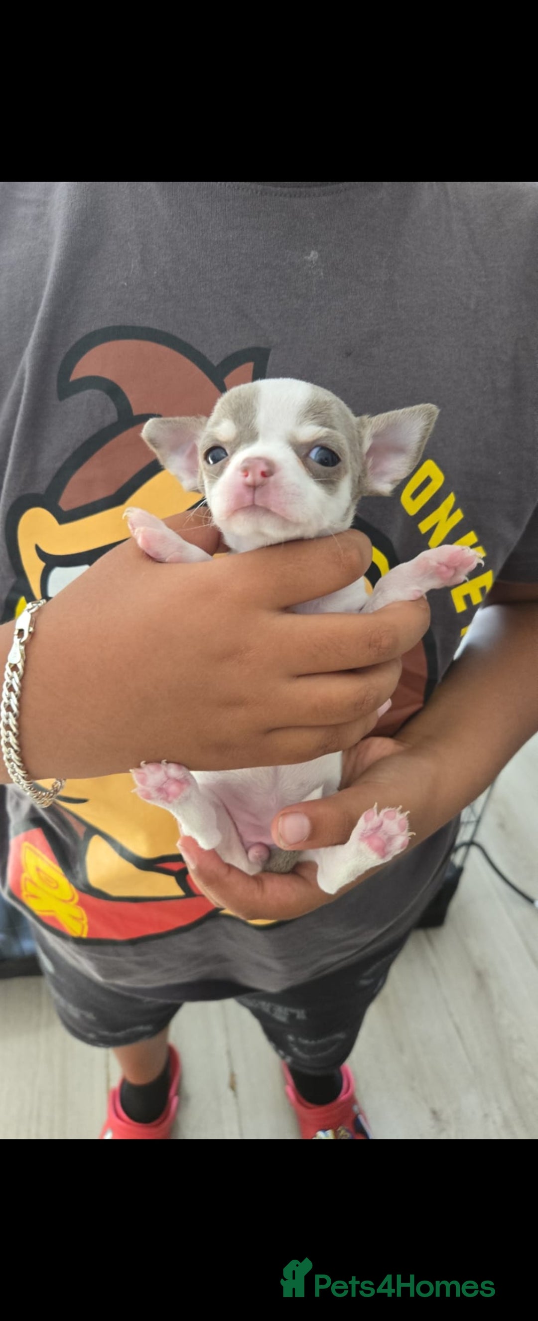 Chihuahua dogs for sale: Gorgeous Chihuahua Puppies Looking 4 Forever Homes - Image 40
