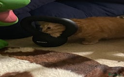 Munchkin cats for sale: Adorable Apricot-Marmalade Tabby Munchkin Male Kit - Image 8