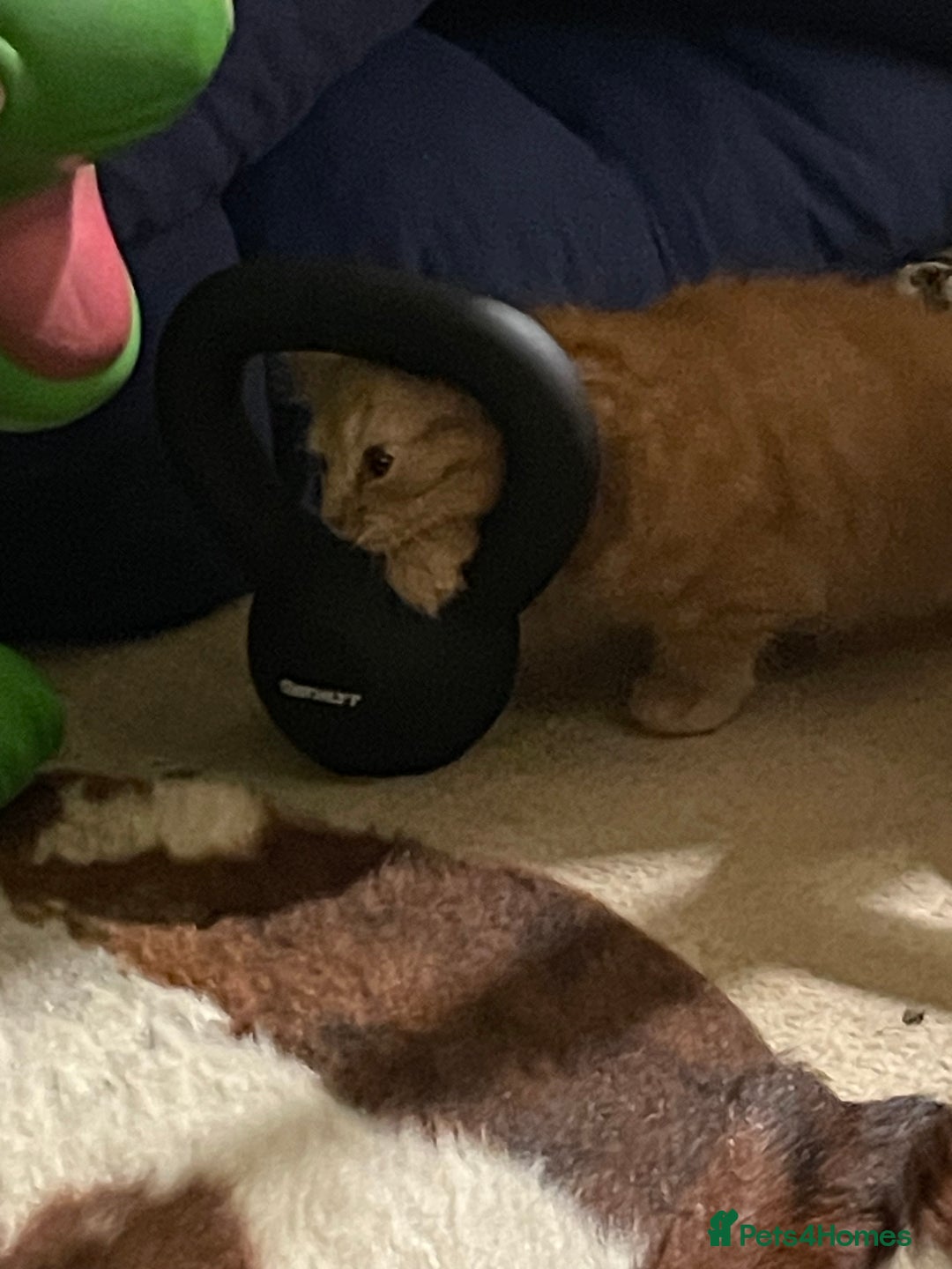 Munchkin cats for sale: Adorable Apricot-Marmalade Tabby Munchkin Male Kit - Image 8