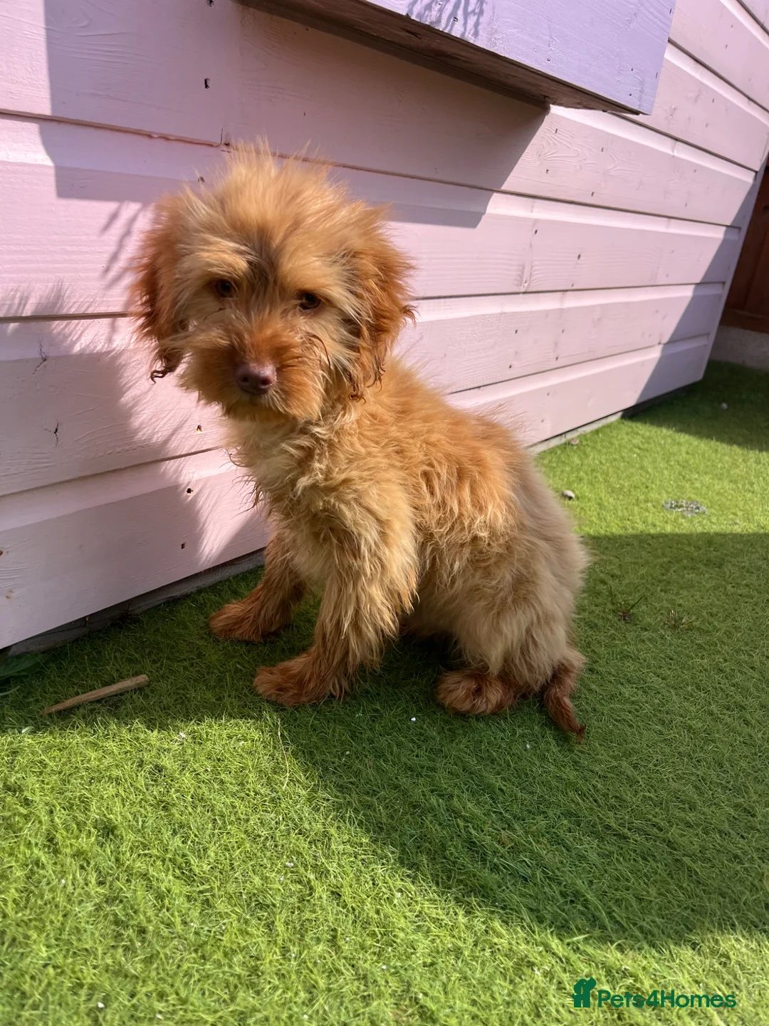 Cockapoo dogs for sale: Five beautiful cockapoos  - Advert 1