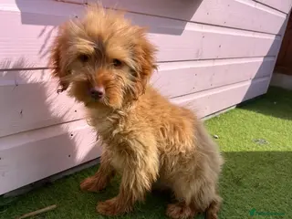 Cockapoo dogs Five beautiful cockapoos - Advert 2