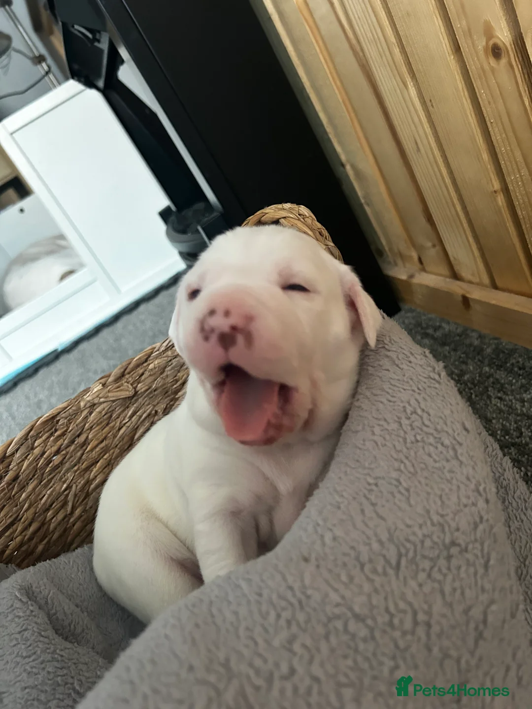 Mixed Breed dogs for sale: Mixed breed dogs  - Advert 12