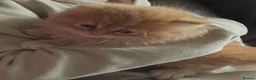 Persian cats for sale: Gccf registered Persians  - Advert 14