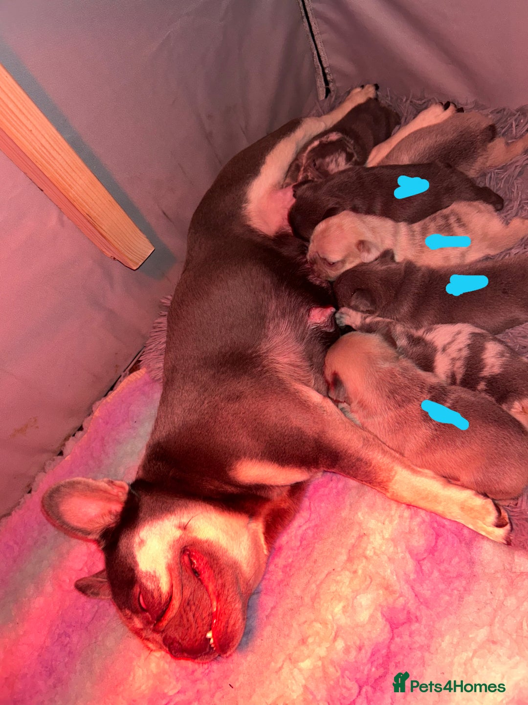 French Bulldog dogs for sale: French bulldogs pedigree - Advert 8