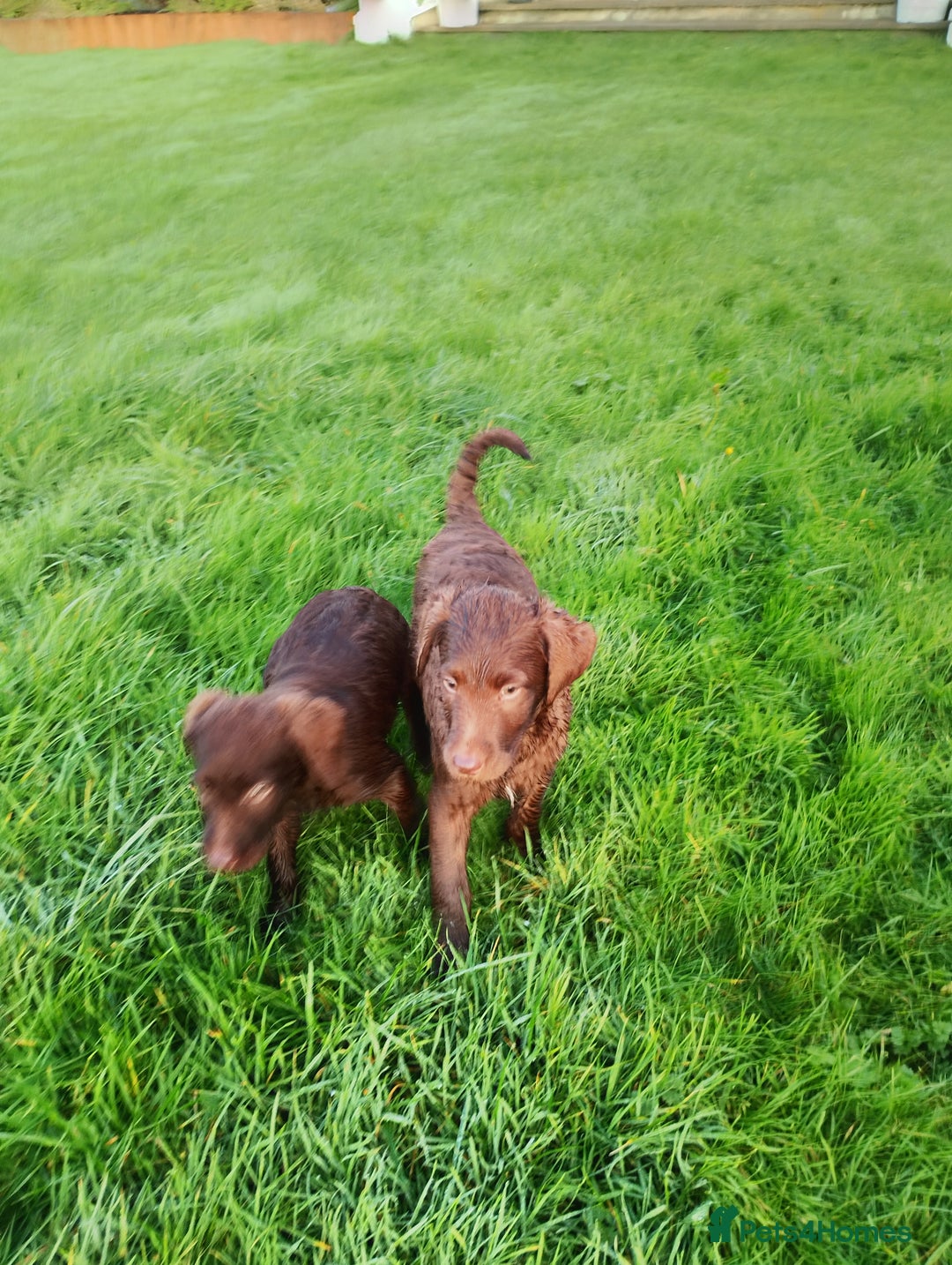 Labradoodle dogs for sale: Labradoodle puppies - Advert 17