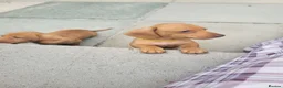 Miniature Dachshund dogs for sale: Beautiful Minature Dachsund's for sale - Advert 6