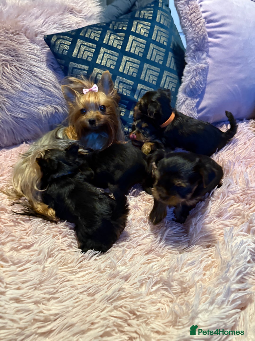 Yorkshire Terrier dogs for sale: ⭐ Yorkieshire Terrier puppies – KC Registered ⭐ - Advert 11