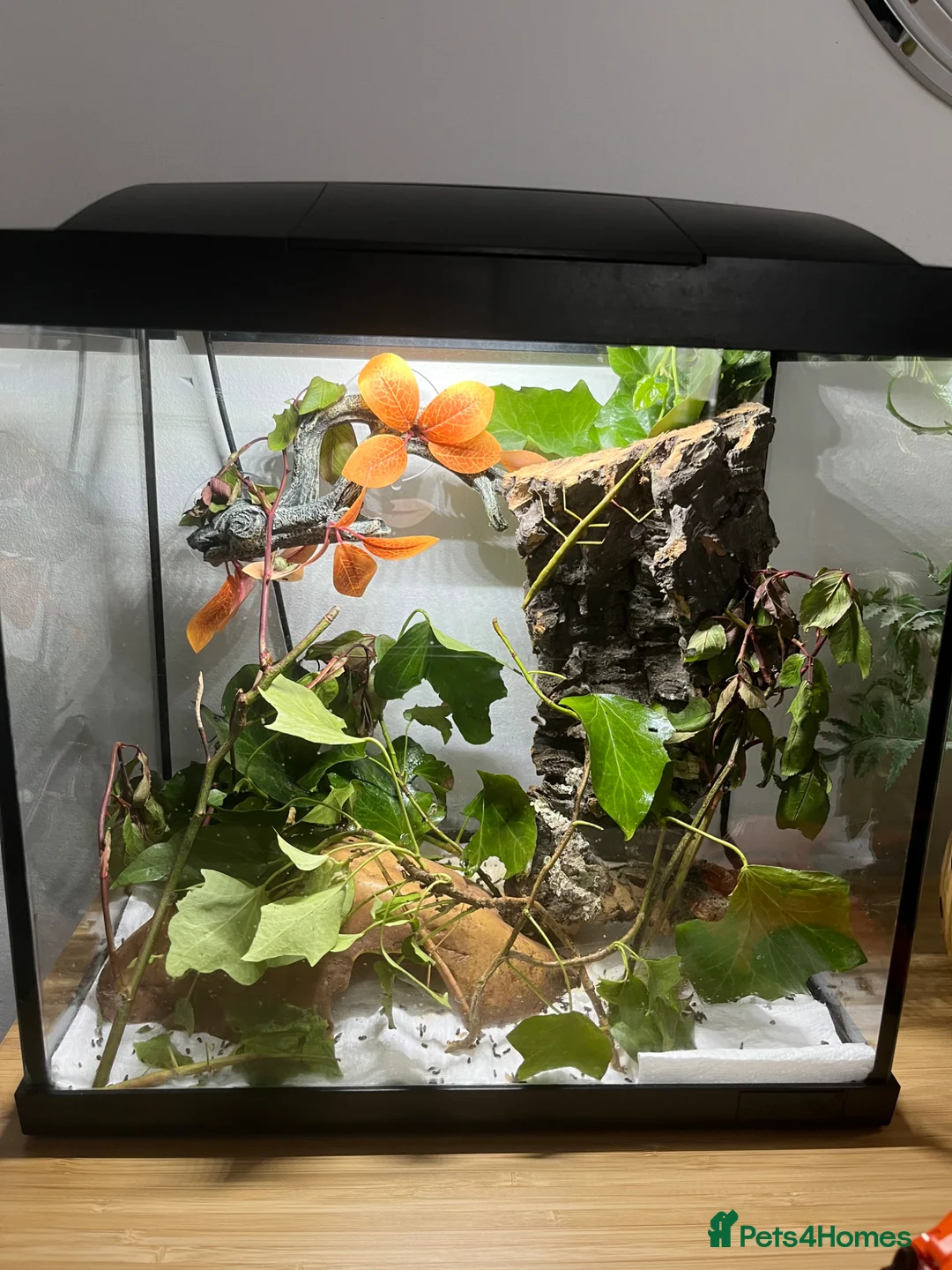 Stick Insects invertebrates for sale: stick insects in Ibstock - Advert 2