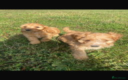 Cockapoo dogs for sale: Cockapoo puppies for sale - Image 5