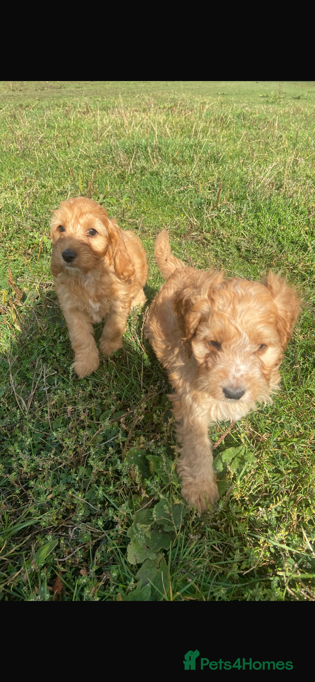 Cockapoo dogs for sale: Cockapoo puppies for sale - Image 5
