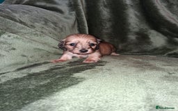 Miniature Dachshund dogs for sale: KC LONGHAIRED MINIATURE DACHSHUNDS  - Image 26