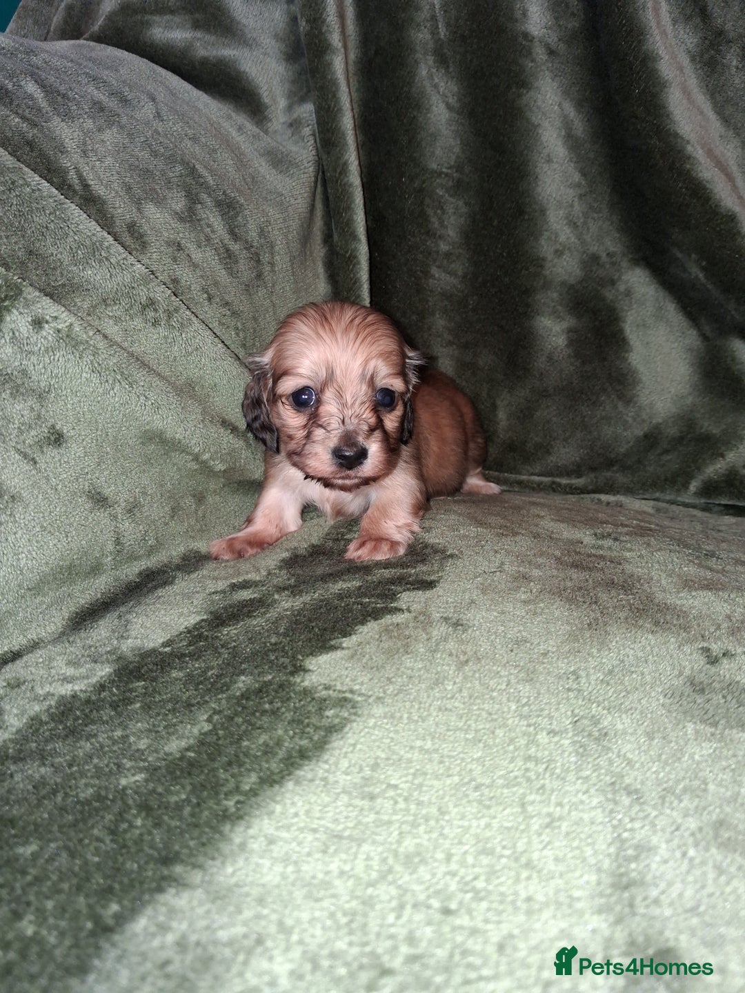 Miniature Dachshund dogs for sale: KC LONGHAIRED MINIATURE DACHSHUNDS  - Image 26