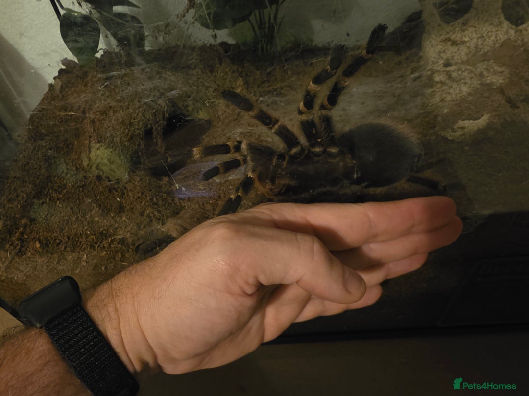 Tarantulas invertebrates for sale: Acanthoscurria geniculata fully grown adult female - Advert 6