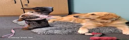 Miniature Dachshund dogs for sale: Stunning Miniature Smooth Haired Dachshund Puppies - Advert 3