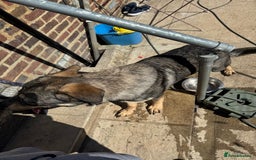 German Shepherd dogs for sale: Beautiful Boy To Go To New Home - Image 6