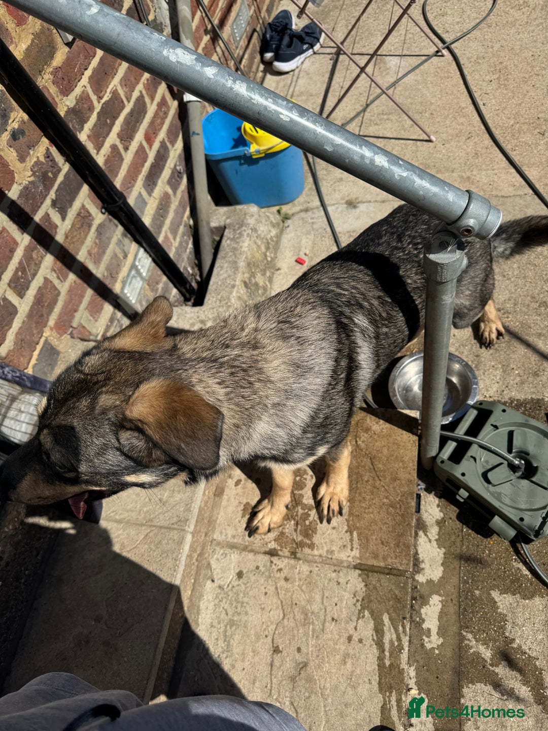 German Shepherd dogs for sale: Beautiful Boy To Go To New Home - Image 6